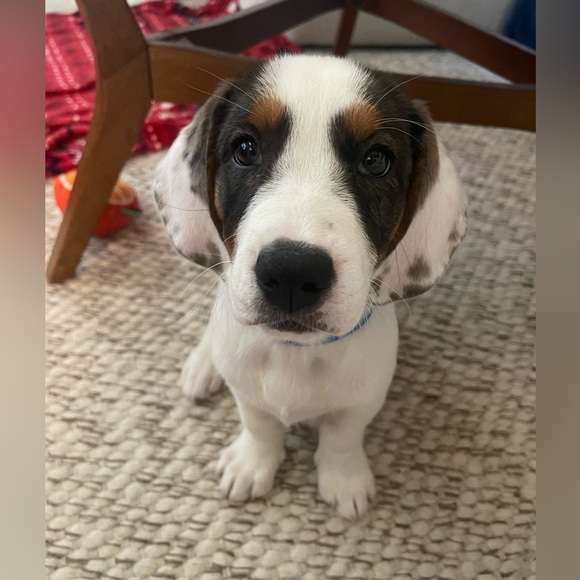 Meet your Posher, Lisa - Picture 8 of 8